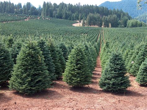 Tree farms near me - Smith Evergreen & Tree Farm and Nursery. PINE. SPRUCE. FIR. OTHER. SMITH evergreen NURSERY. Smith Evergreen is a national wholesale nursery supplier of evergreens and has been for over 65 years. We pride ourselves on survival rates and digging trees fresh for every order. 